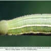 hyponephele naricina talysh larva l4 a